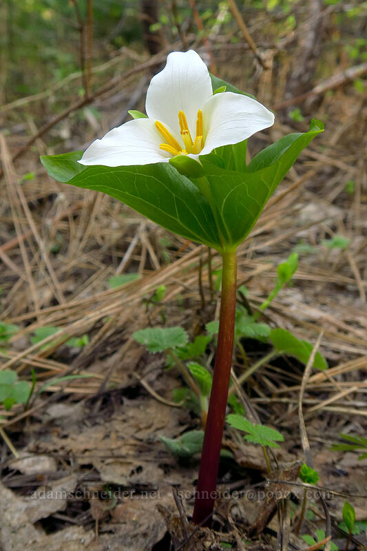 western trillium (Trillium ovatum) [Pilot Rock Trail, Cascade-Siskiyou National Monument, Jackson County, Oregon]
