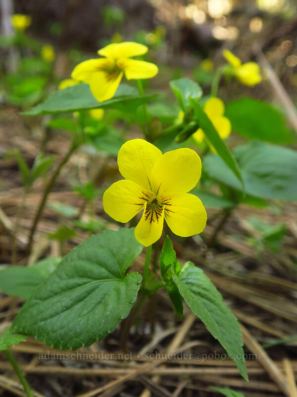 pioneer violet (Viola glabella) [Pilot Rock Trail, Cascade-Siskiyou National Monument, Jackson County, Oregon]