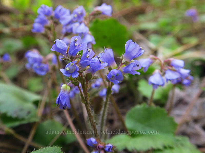 snow queen (Synthyris reniformis (Veronica regina-nivalis)) [Pilot Rock Trail, Cascade-Siskiyou National Monument, Jackson County, Oregon]