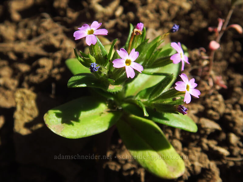 slender phlox (Microsteris gracilis (Phlox gracilis)) [Pilot Rock Trail, Cascade-Siskiyou National Monument, Jackson County, Oregon]