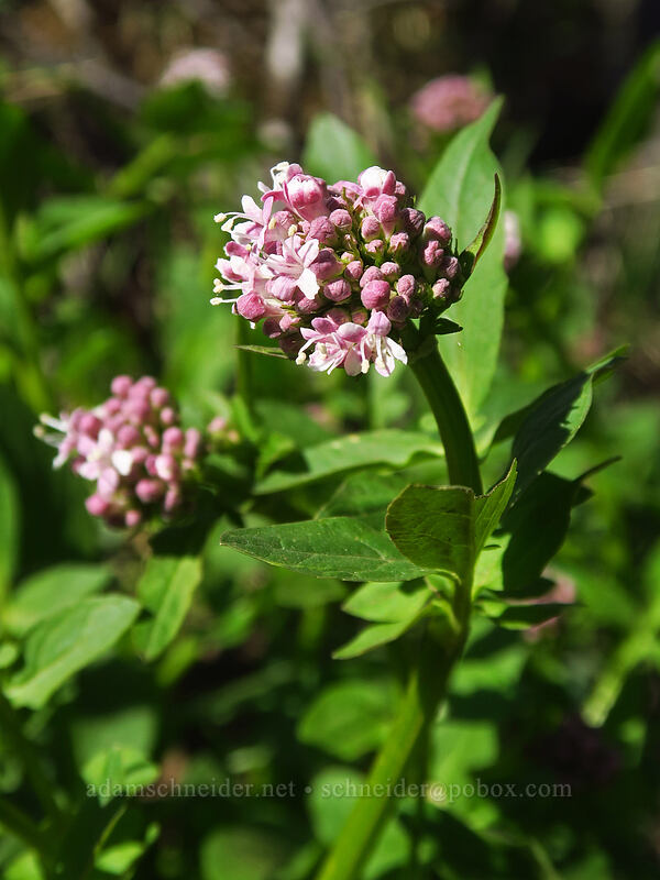 Sitka valerian (Valeriana sitchensis) [Pilot Rock Trail, Cascade-Siskiyou National Monument, Jackson County, Oregon]