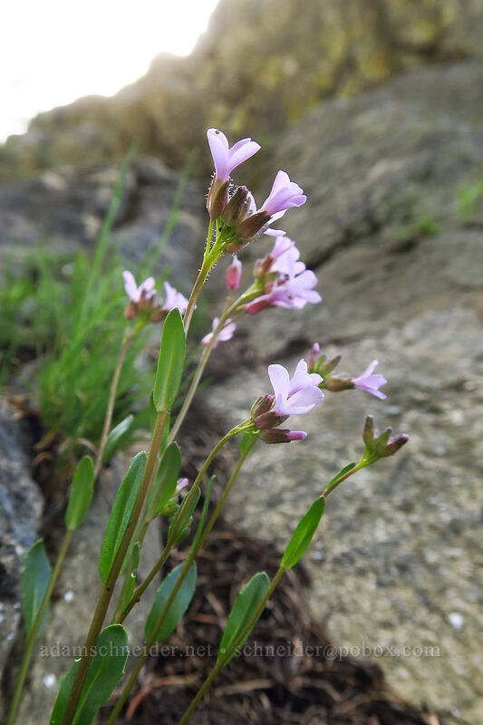 Oregon rock-cress (Arabis oregana) [Pilot Rock Trail, Cascade-Siskiyou National Monument, Jackson County, Oregon]