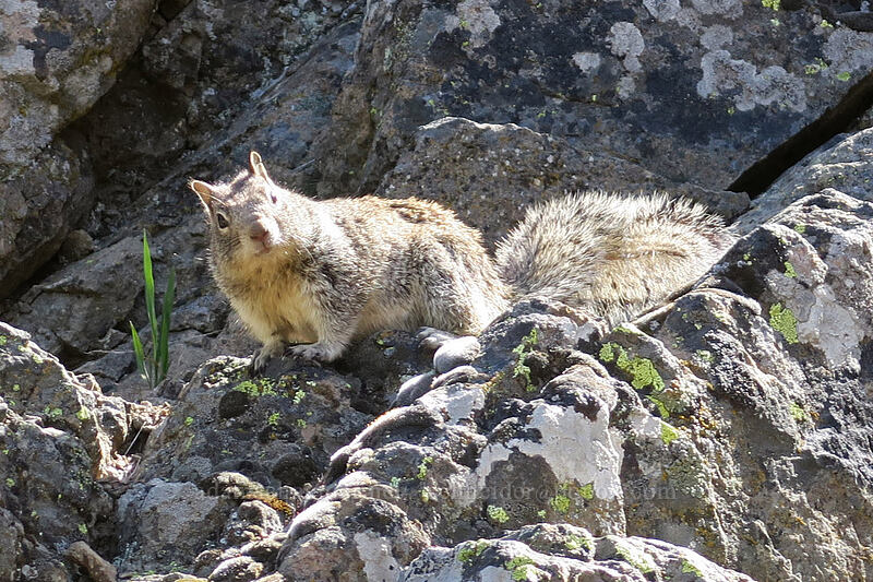 Douglas' ground squirrel (Otospermophilus douglasii (Spermophilus beecheyi douglasii)) [Pilot Rock Trail, Cascade-Siskiyou National Monument, Jackson County, Oregon]