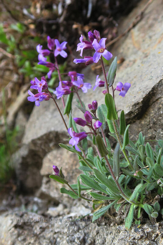 Brewer's rock-cress (Boechera breweri (Arabis breweri)) [Pilot Rock Trail, Cascade-Siskiyou National Monument, Jackson County, Oregon]