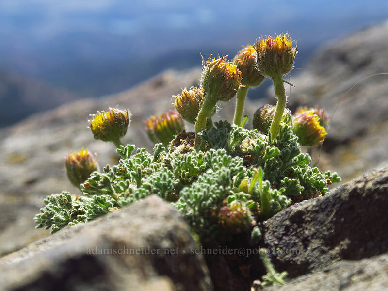 cut-leaf fleabane (Erigeron compositus) [Pilot Rock Trail, Cascade-Siskiyou National Monument, Jackson County, Oregon]