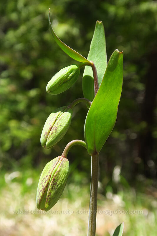 checker lilies, budding (Fritillaria affinis) [Pilot Rock Trail, Cascade-Siskiyou National Monument, Jackson County, Oregon]