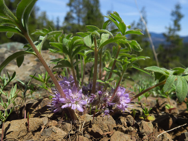 alpine ball-head waterleaf (Hydrophyllum alpestre (Hydrophyllum capitatum var. alpinum)) [Pilot Rock Trailhead, Cascade-Siskiyou National Monument, Jackson County, Oregon]