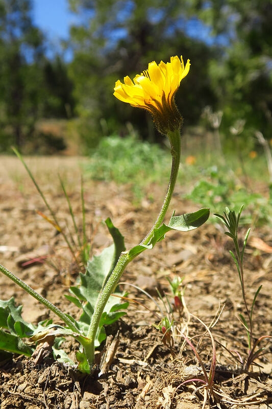 hawksbeard (Crepis sp.) [Pilot Rock Trailhead, Cascade-Siskiyou National Monument, Jackson County, Oregon]
