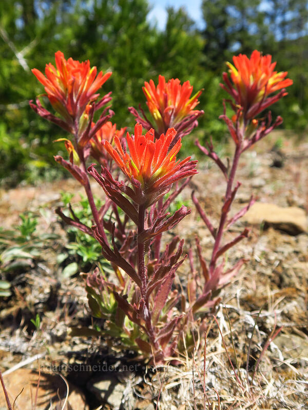 wavy-leaf paintbrush (Castilleja applegatei var. pinetorum) [Pilot Rock Trailhead, Cascade-Siskiyou National Monument, Jackson County, Oregon]