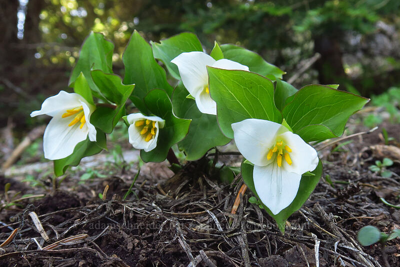 western trillium (Trillium ovatum) [Soda Mountain Road, Cascade-Siskiyou National Monument, Jackson County, Oregon]