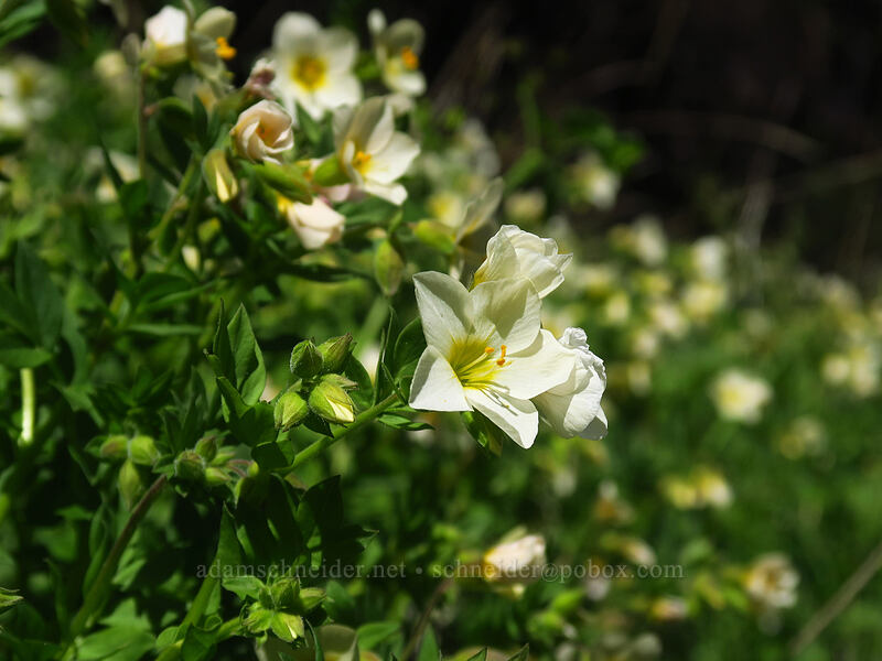 Oregon jacob's-ladder (Polemonium carneum) [Pacific Crest Trail, Cascade-Siskiyou National Monument, Jackson County, Oregon]