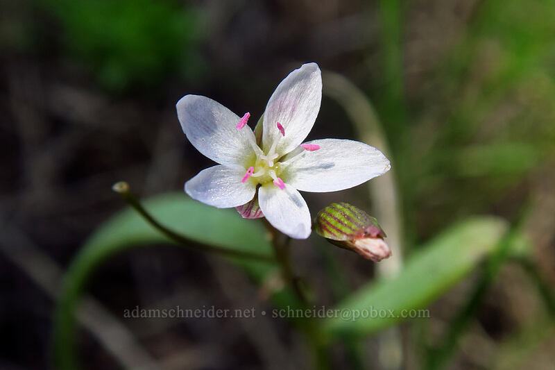 lance-leaf spring-beauty (Claytonia lanceolata) [Pacific Crest Trail, Cascade-Siskiyou National Monument, Jackson County, Oregon]