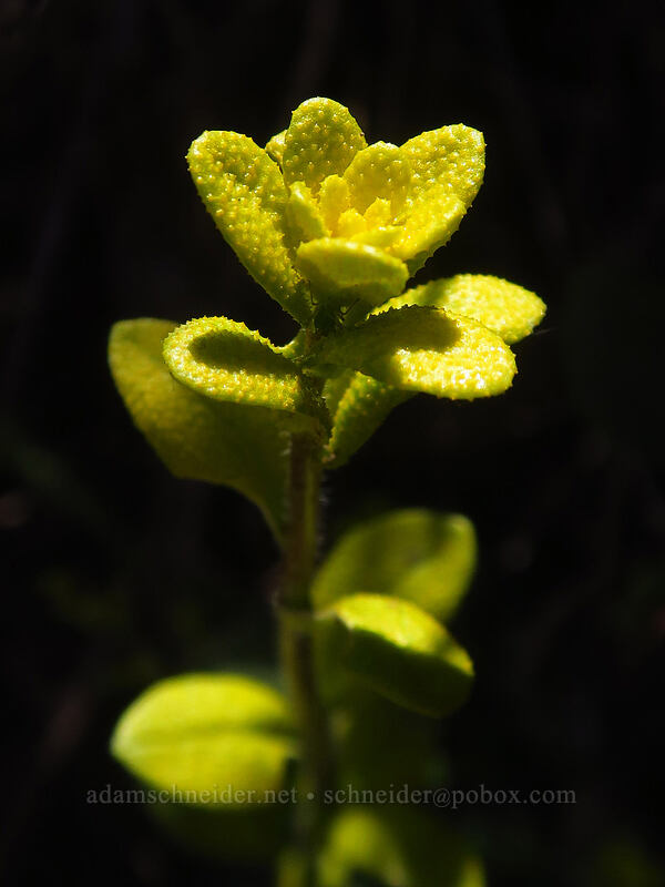 rock-cress infected with rust fungus (Boechera sp., Puccinia monoica) [Pacific Crest Trail, Cascade-Siskiyou National Monument, Jackson County, Oregon]