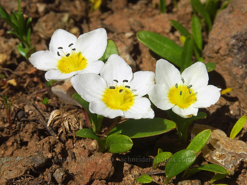dwarf hesperochiron (Hesperochiron pumilus) [west of the PCT, Soda Mountain Wilderness, Jackson County, Oregon]