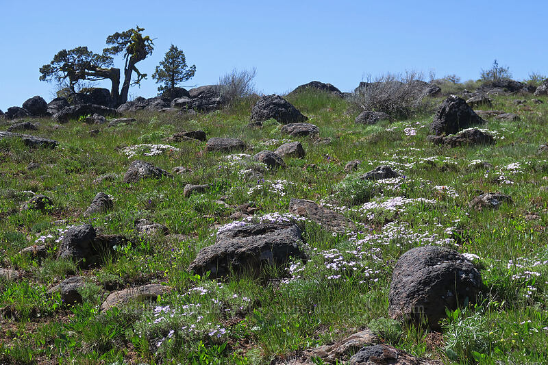 spreading phlox (Phlox diffusa) [west of the PCT, Soda Mountain Wilderness, Jackson County, Oregon]