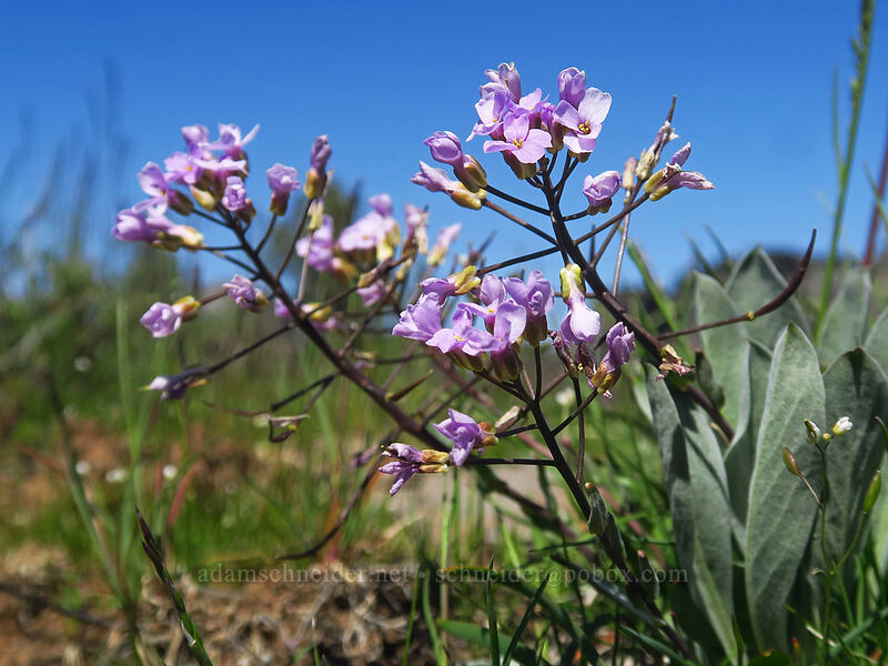 dagger-pod (Phoenicaulis cheiranthoides) [west of the PCT, Soda Mountain Wilderness, Jackson County, Oregon]