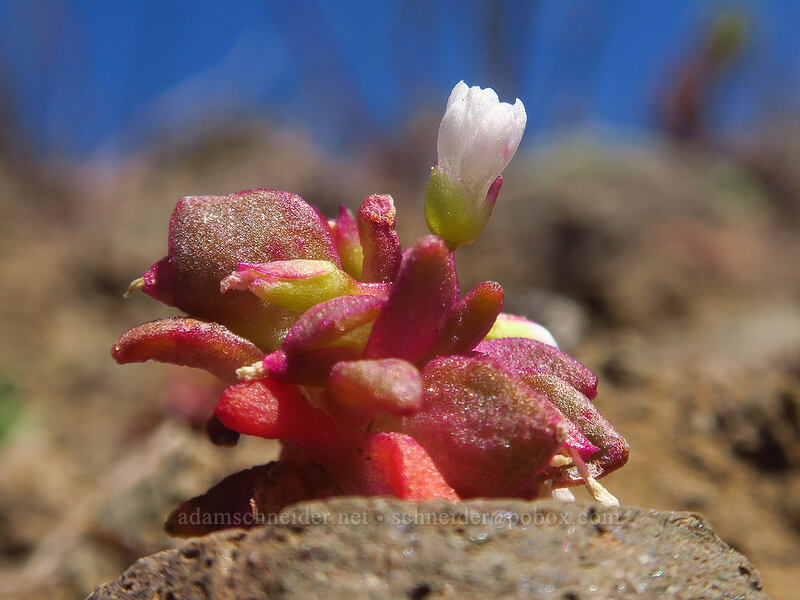 Brandegee's spring-beauty (Claytonia saxosa) [west of the PCT, Soda Mountain Wilderness, Jackson County, Oregon]