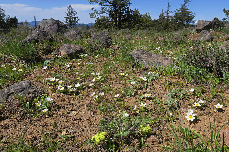 dwarf hesperochiron (Hesperochiron pumilus) [west of the PCT, Soda Mountain Wilderness, Jackson County, Oregon]