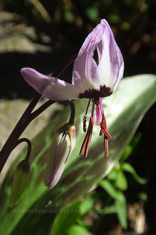 Henderson's fawn lily flower & buds (Erythronium hendersonii) [Pacific Crest Trail, Cascade-Siskiyou National Monument, Jackson County, Oregon]