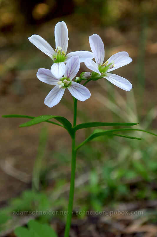 oaks toothwort (Cardamine nuttallii) [Pacific Crest Trail, Cascade-Siskiyou National Monument, Jackson County, Oregon]