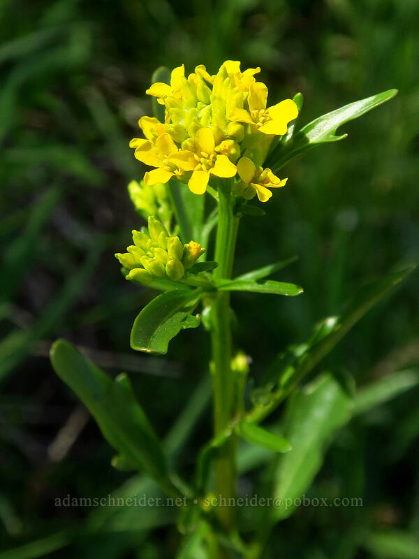 American winter-cress (Barbarea orthoceras) [Pacific Crest Trail, Cascade-Siskiyou National Monument, Jackson County, Oregon]