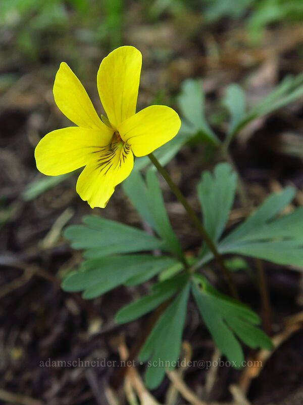 Shelton's violet (Viola sheltonii) [Pacific Crest Trail, Cascade-Siskiyou National Monument, Jackson County, Oregon]
