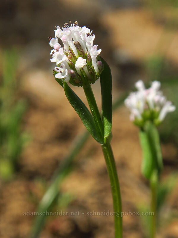 white plectritis (Plectritis macrocera) [Hobart Bluff, Cascade-Siskiyou National Monument, Jackson County, Oregon]