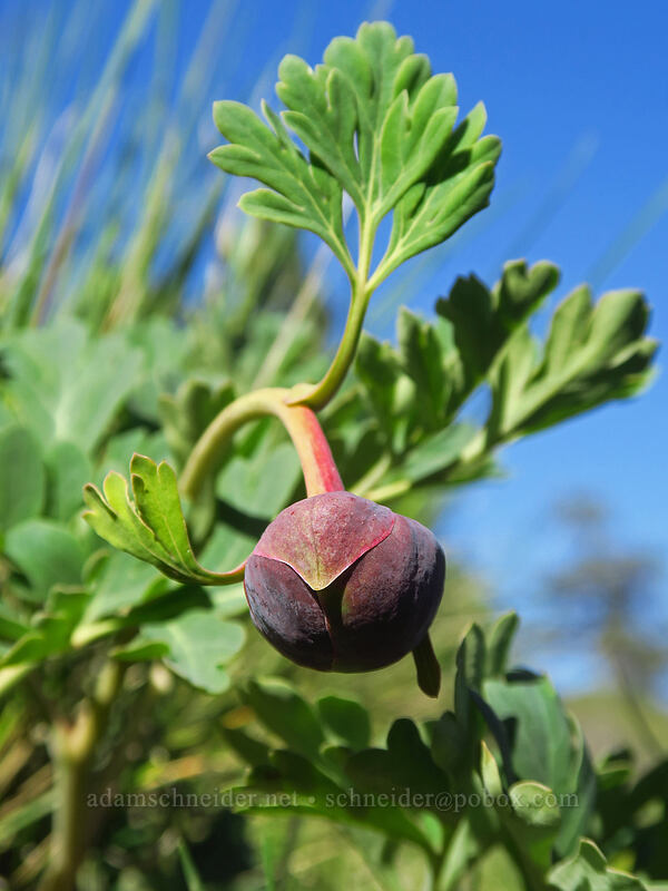 Brown's peony, budding (Paeonia brownii) [Hobart Bluff, Cascade-Siskiyou National Monument, Jackson County, Oregon]