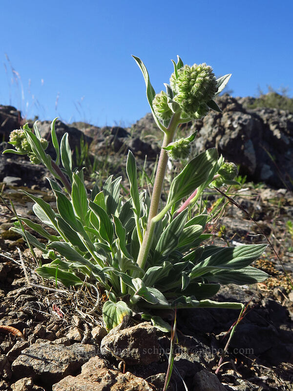 phacelia (Phacelia sp.) [Hobart Bluff, Cascade-Siskiyou National Monument, Jackson County, Oregon]