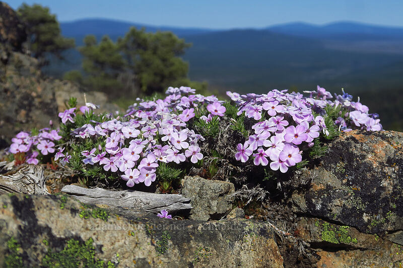 spreading phlox (Phlox diffusa) [Hobart Bluff, Cascade-Siskiyou National Monument, Jackson County, Oregon]