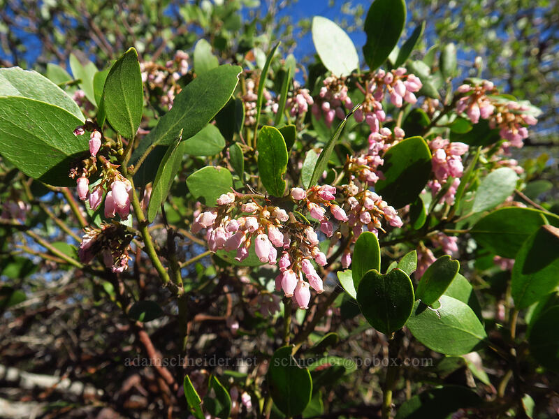 green-leaf manzanita (Arctostaphylos patula) [Hobart Bluff Trail, Cascade-Siskiyou National Monument, Jackson County, Oregon]