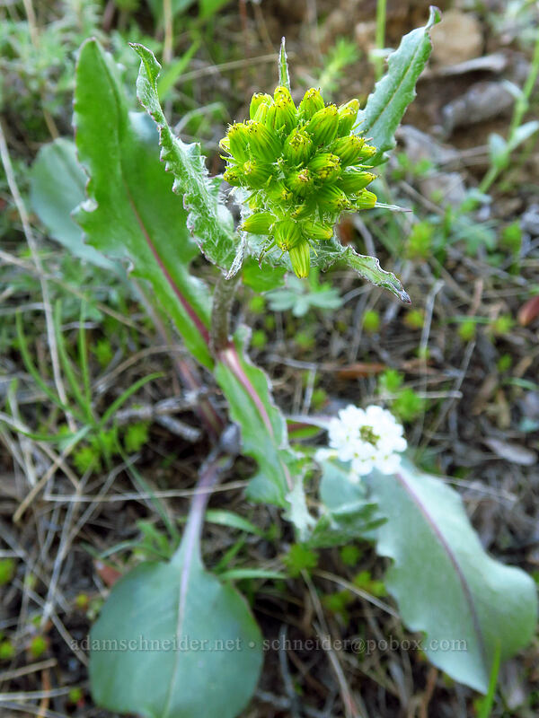 western groundsel, budding (Senecio integerrimus) [Hobart Bluff Trail, Cascade-Siskiyou National Monument, Jackson County, Oregon]