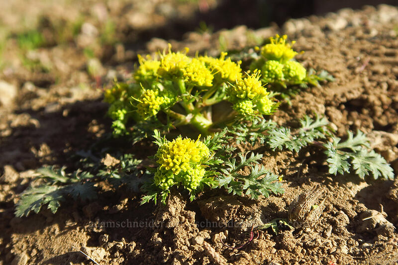 northern sanicle (western snake-root) (Sanicula graveolens) [Hobart Bluff Trail, Cascade-Siskiyou National Monument, Jackson County, Oregon]