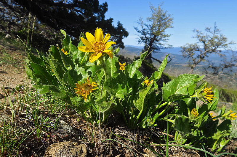 deltoid balsamroot (Balsamorhiza deltoidea) [Hobart Bluff Trail, Cascade-Siskiyou National Monument, Jackson County, Oregon]