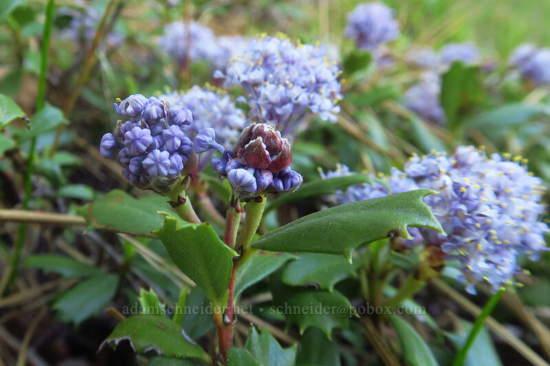 mahala mat (Ceanothus prostratus) [Hobart Bluff Trail, Cascade-Siskiyou National Monument, Jackson County, Oregon]