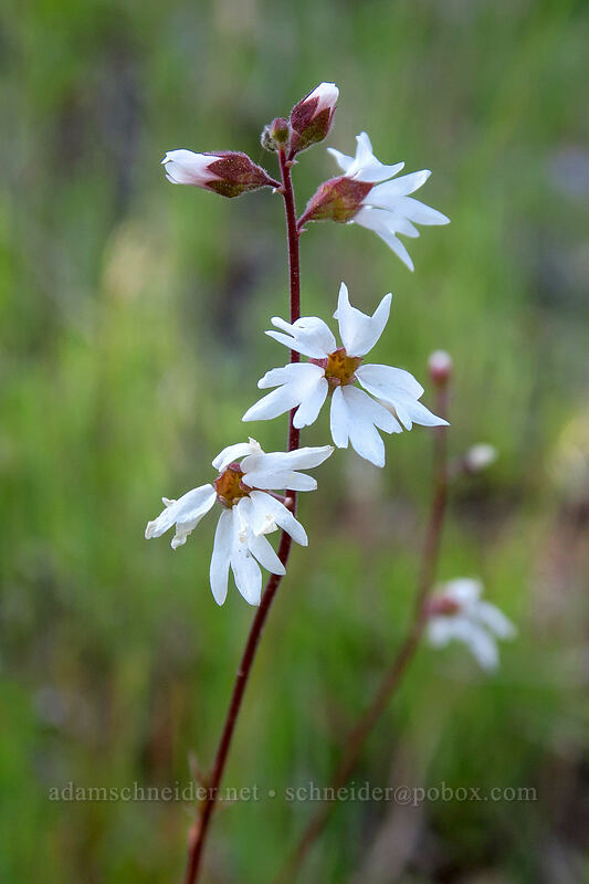 San Francisco woodland star (Lithophragma affine) [Pacific Crest Trail, Cascade-Siskiyou National Monument, Jackson County, Oregon]