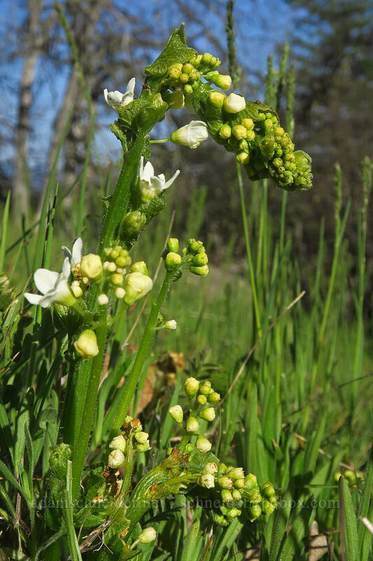 coastal manroot (Marah oregana (Marah oreganus)) [Pacific Crest Trail, Cascade-Siskiyou National Monument, Jackson County, Oregon]