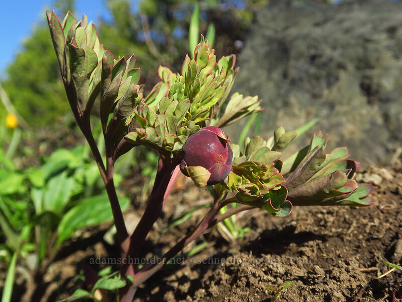 Brown's peony, budding (Paeonia brownii) [Hobart Peak, Cascade-Siskiyou National Monument, Jackson County, Oregon]