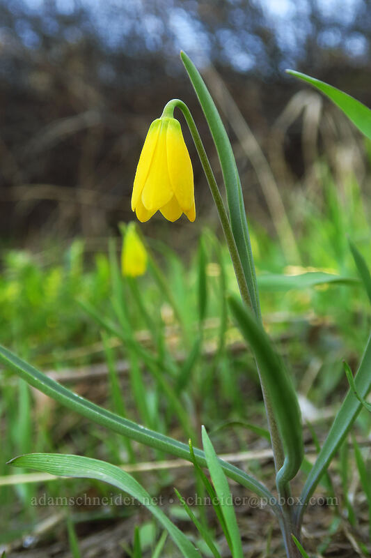 yellow bell (Fritillaria pudica) [Hobart Peak, Cascade-Siskiyou National Monument, Jackson County, Oregon]