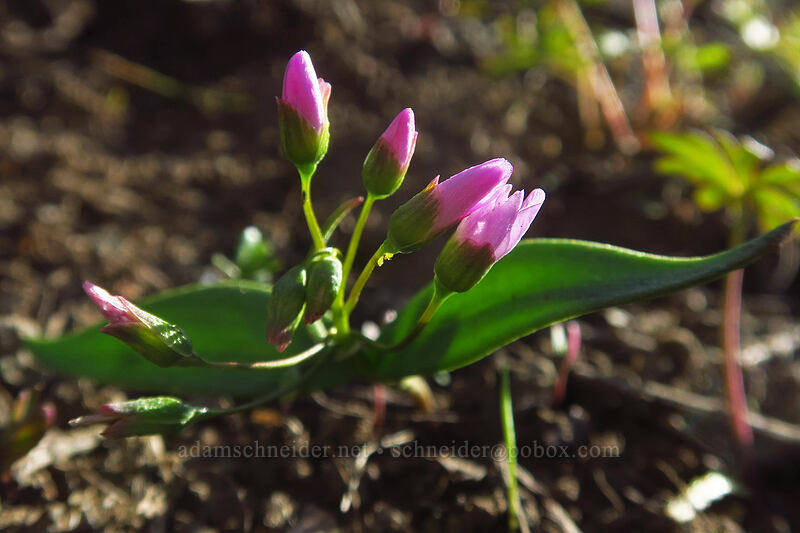 lance-leaf spring-beauty, budding (Claytonia lanceolata) [Hobart Peak, Cascade-Siskiyou National Monument, Jackson County, Oregon]