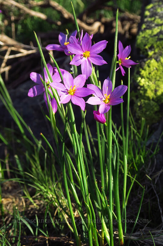 inflated grass-widows (Olsynium inflatum (Olsynium douglasii var. inflatum)) [Hobart Peak, Cascade-Siskiyou National Monument, Jackson County, Oregon]