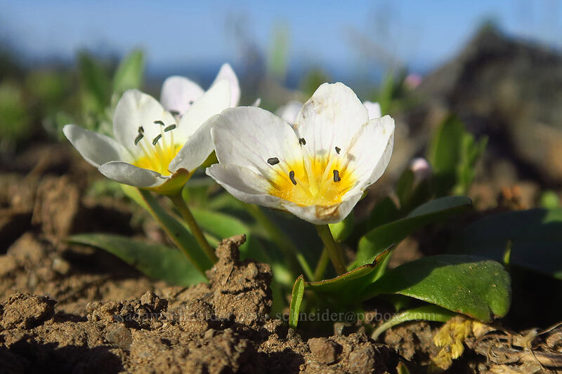dwarf hesperochiron (Hesperochiron pumilus) [Hobart Peak, Cascade-Siskiyou National Monument, Jackson County, Oregon]