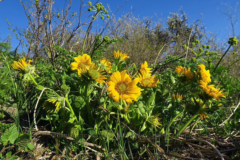 deltoid balsamroot (Balsamorhiza deltoidea) [Hobart Peak, Cascade-Siskiyou National Monument, Jackson County, Oregon]