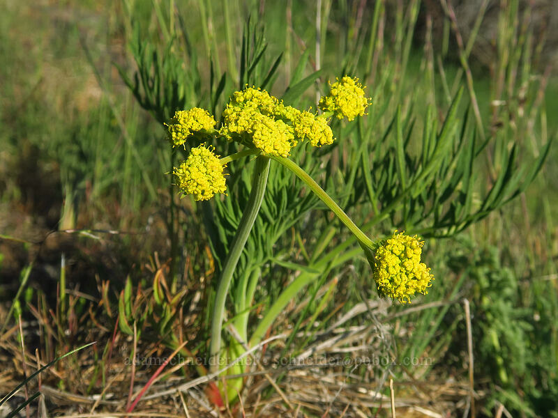 nine-leaf biscuitroot (Lomatium triternatum) [Hobart Peak, Cascade-Siskiyou National Monument, Jackson County, Oregon]