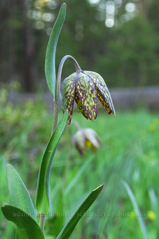 checker lilies (Fritillaria affinis) [Old Hyatt Prairie Road, Cascade-Siskiyou National Monument, Jackson County, Oregon]