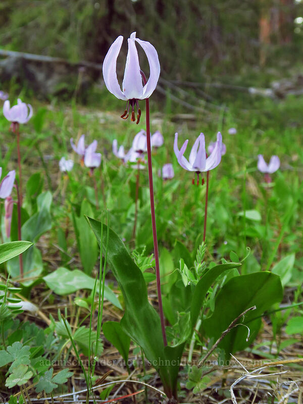Henderson's fawn lily (Erythronium hendersonii) [Old Hyatt Prairie Road, Cascade-Siskiyou National Monument, Jackson County, Oregon]