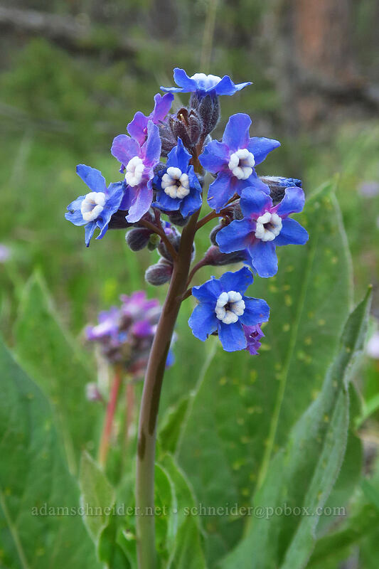 great hound's-tongue (Adelinia grandis (Cynoglossum grande)) [Old Hyatt Prairie Road, Cascade-Siskiyou National Monument, Jackson County, Oregon]