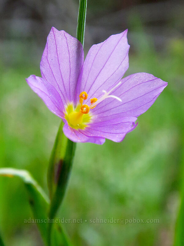 inflated grass-widow (Olsynium inflatum (Olsynium douglasii var. inflatum)) [Old Hyatt Prairie Road, Cascade-Siskiyou National Monument, Jackson County, Oregon]