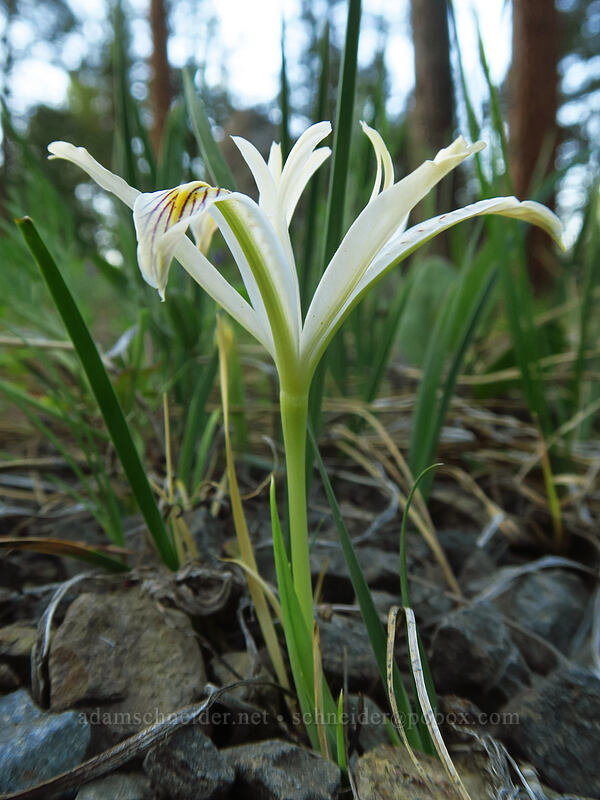 yellow-leaf iris (Iris chrysophylla) [Old Hyatt Prairie Road, Cascade-Siskiyou National Monument, Jackson County, Oregon]