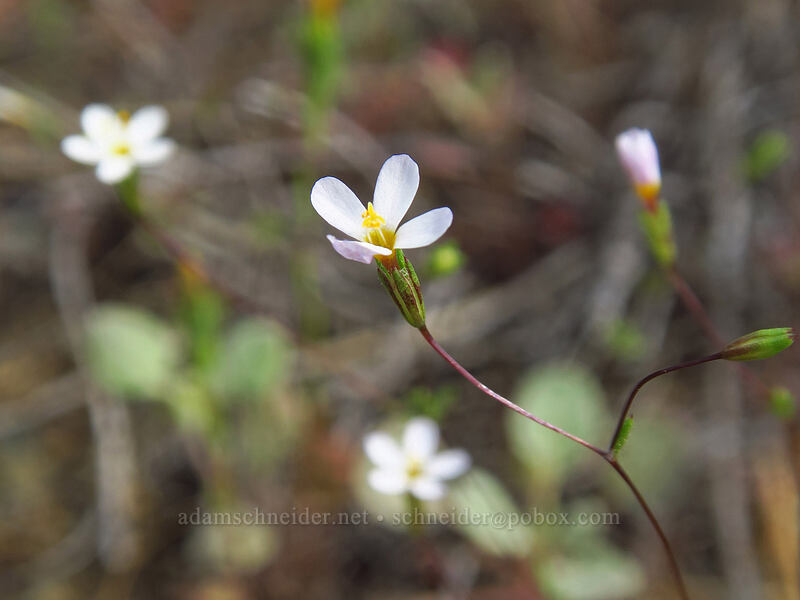 Bolander's linanthus (Leptosiphon bolanderi (Linanthus bakeri)) [Rough and Ready State Natural Site, Josephine County, Oregon]